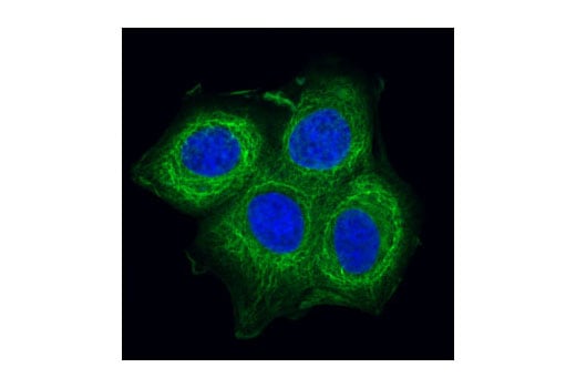 Immunofluorescence Image 1: Pan-Keratin (C11) Mouse mAb (Alexa Fluor<sup>®</sup> 488 Conjugate)