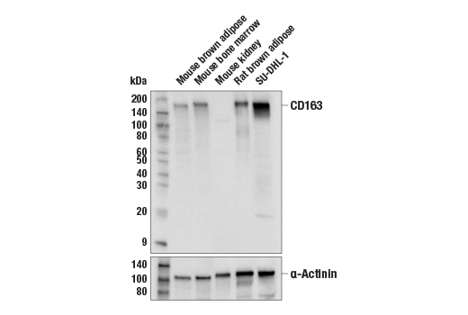 Western Blotting Image 1: CD163 (E2H3C) Rabbit mAb