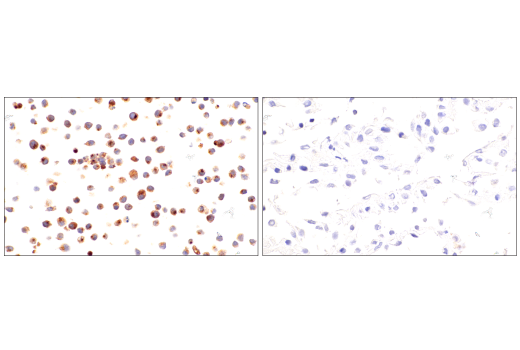 Immunohistochemistry Image 1: ApoE (E7X2A) Rabbit mAb (BSA and Azide Free)