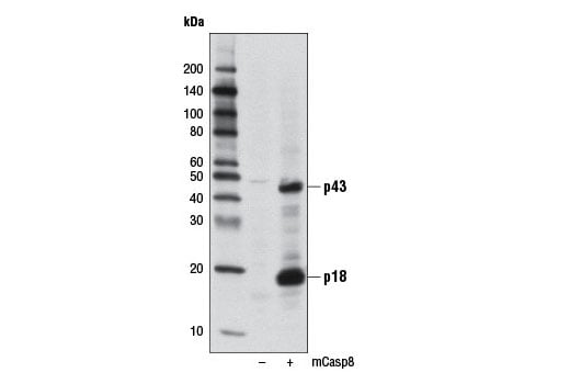 Western Blotting Image 1: Cleaved Caspase-8 (Asp387) (D5B2) XP<sup>®</sup> Rabbit mAb