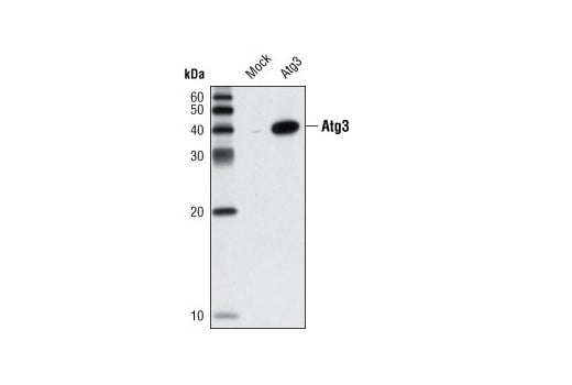 undefined Image 11: Autophagy Vesicle Elongation (LC3 Conjugation) Antibody Sampler Kit