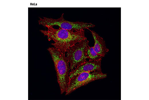 Immunofluorescence Image 1: C1QBP (D7H12) XP<sup>®</sup> Rabbit mAb