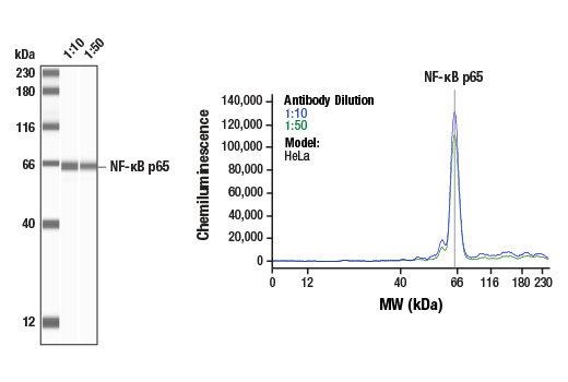 undefined Image 19: PhosphoPlus<sup>®</sup> NF-κB p65/RelA (Ser536) Antibody Duet