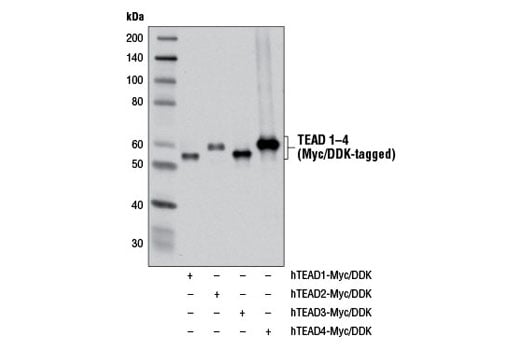 undefined Image 12: YAP/TAZ Transcriptional Targets Antibody Sampler Kit