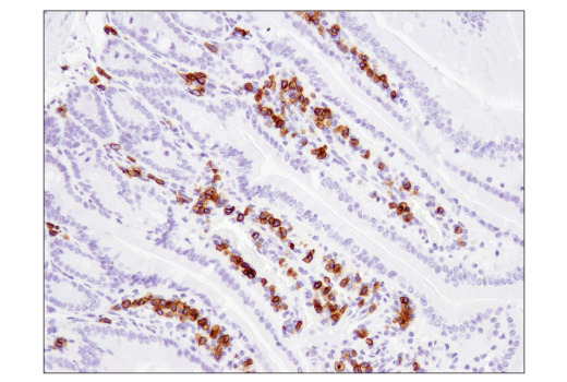 Immunohistochemistry Image 3: CD79B (D7V2F) Rabbit mAb (BSA and Azide Free)