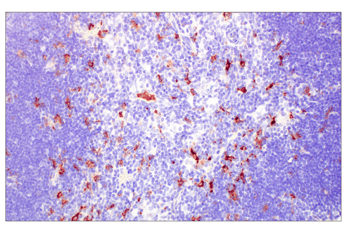 Immunohistochemistry Image 2: C1QB (E3U6X) Rabbit mAb (BSA and Azide Free)