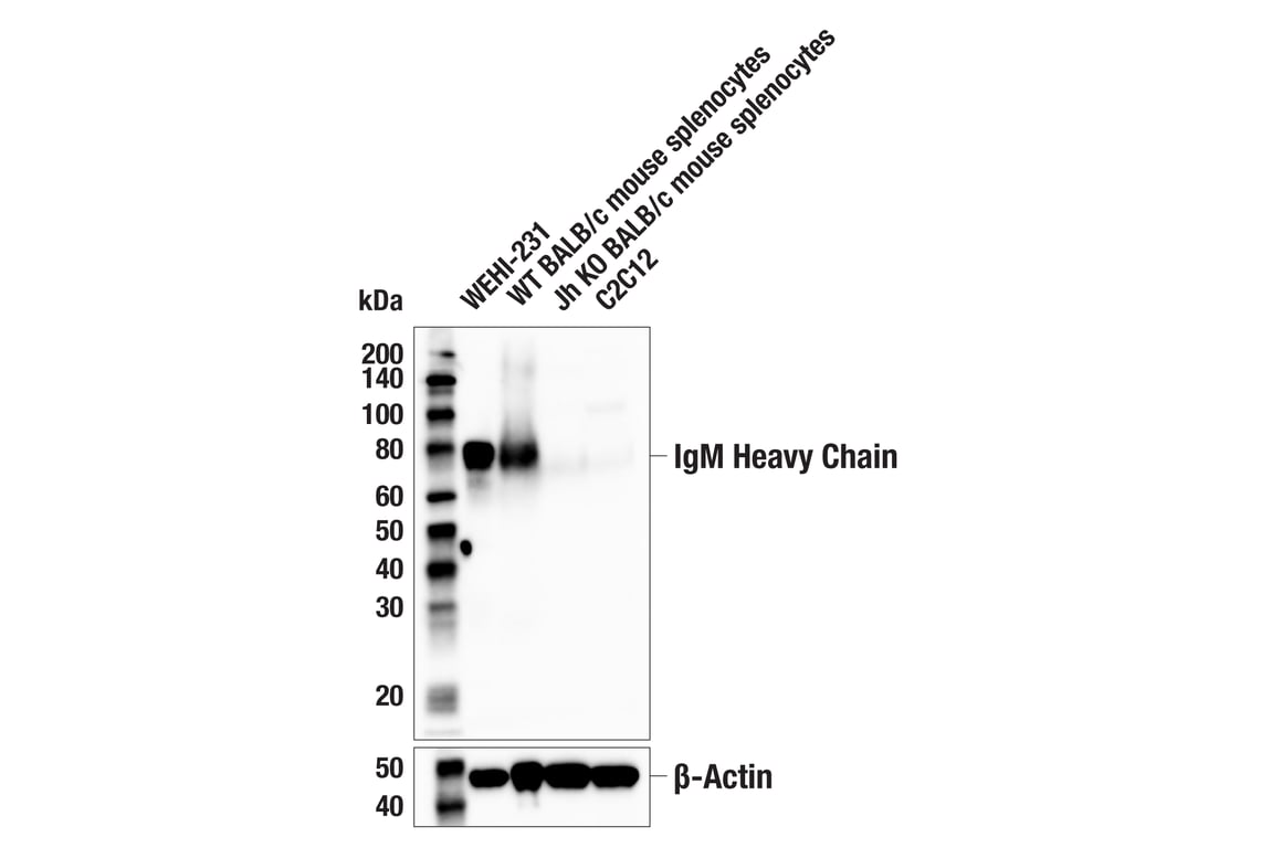 Western Blotting Image 1: IgM (E8M1B) XP<sup>®</sup> Rabbit mAb