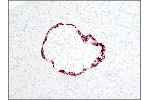 Immunohistochemistry Image 1: Proglucagon (D16G10) XP<sup>®</sup> Rabbit mAb (BSA and Azide Free)