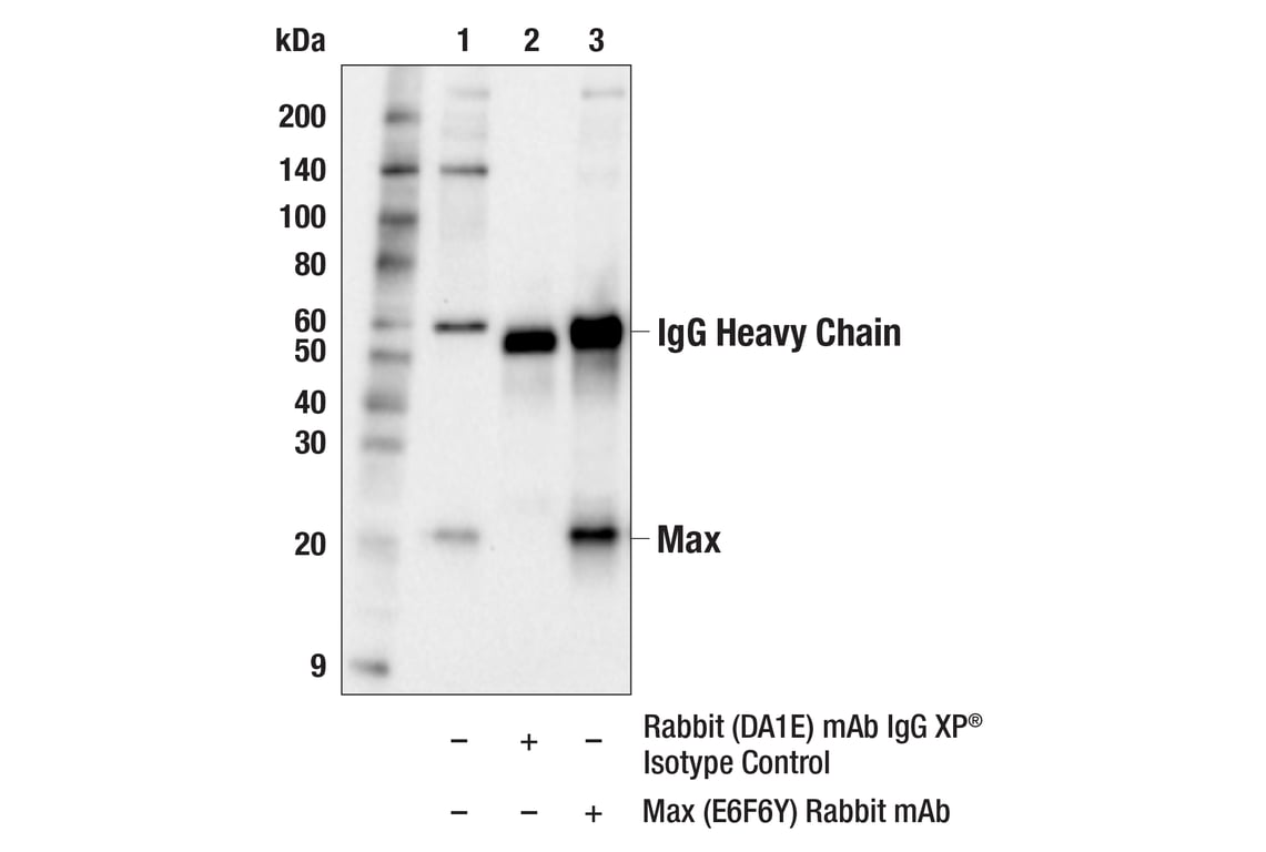 Immunoprecipitation Image 1: Max (E6F6Y) Rabbit mAb