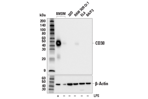 Western Blotting Image 1: CD38 (E9F5A) XP<sup>®</sup> Rabbit mAb