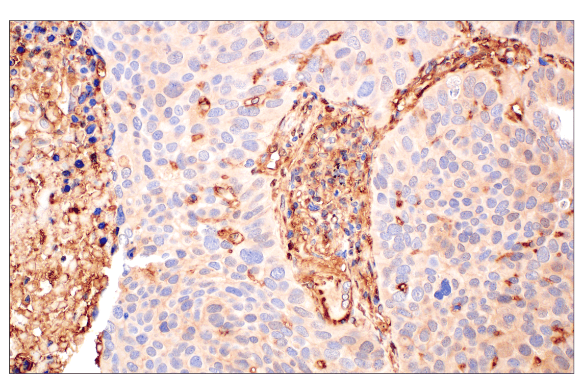 Immunohistochemistry Image 2: Annexin V (E3W8V) Rabbit mAb (BSA and Azide Free)