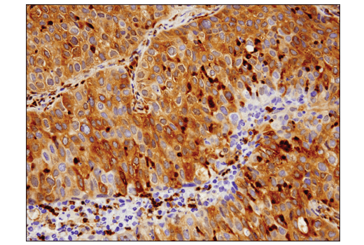 Immunohistochemistry Image 4: Phospho-Glycogen Synthase (Ser641) (D4H1B) XP<sup>®</sup> Rabbit mAb (BSA and Azide Free)