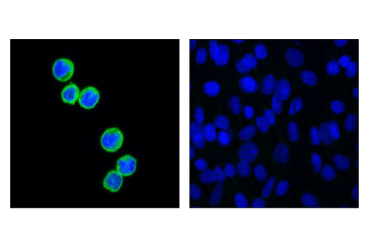 Immunofluorescence Image 1: HS1 (D5A9) XP<sup>®</sup> Rabbit mAb (BSA and Azide Free)