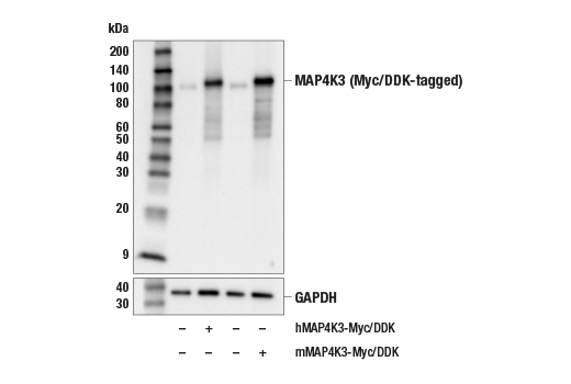 Western Blotting Image 2: MAP4K3 (E9L1J) Rabbit mAb