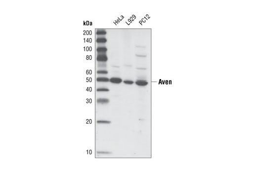 Western Blotting Image 1: Aven Antibody