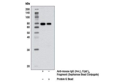 Immunoprecipitation Image 2: Anti-mouse IgG (H+L), F(ab')<sub>2</sub> Fragment (Sepharose<sup>®</sup> Bead Conjugate)