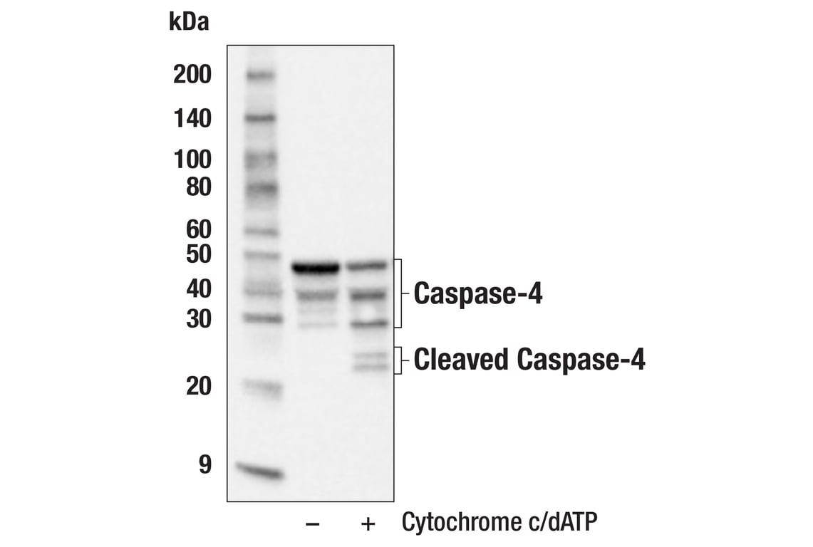Western Blotting Image 1: Caspase-4 (F4T9L) Rabbit mAb