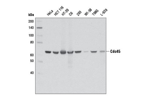 Western Blotting Image 1: Cdc45 (D7G6) Rabbit mAb