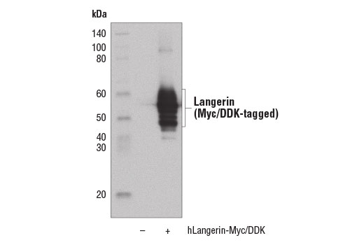 Western Blotting Image 2: Langerin (D9H7R) XP<sup>®</sup> Rabbit mAb (BSA and Azide Free)