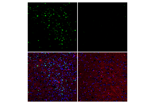 Immunofluorescence Image 1: Phospho-c-Fos (Ser32) (D82C12) XP<sup>®</sup> Rabbit mAb (BSA and Azide Free)