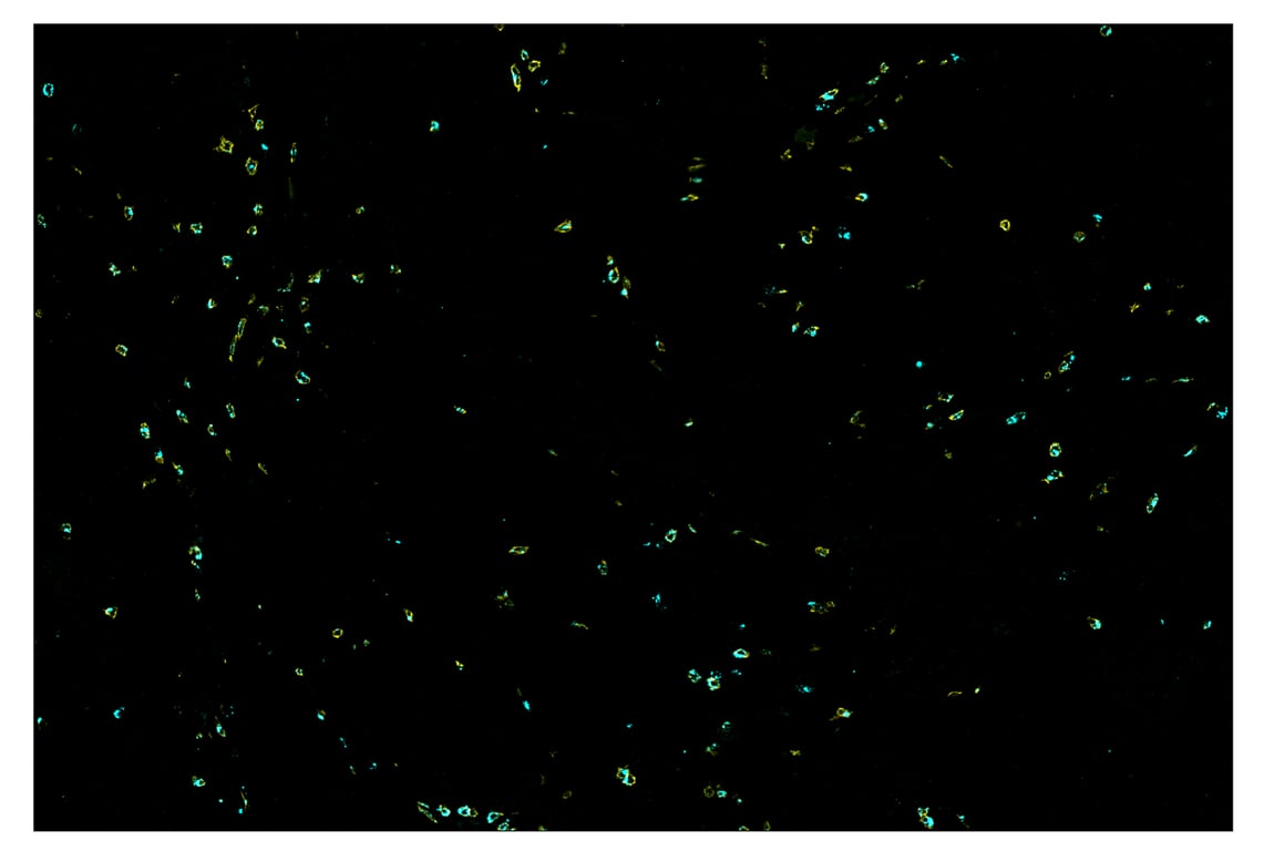 Immunohistochemistry Image 1: Granzyme B (D6E9W) & CO-0009-488 SignalStar<sup>™</sup> Oligo-Antibody Pair