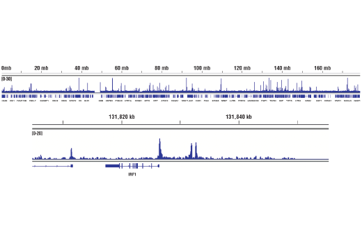 undefined Image 34: Stat3/Stat5 Signaling Antibody Sampler Kit