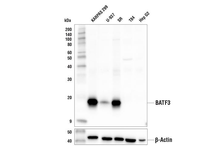 Western Blotting Image 2: BATF3 (E3K5H) Rabbit mAb