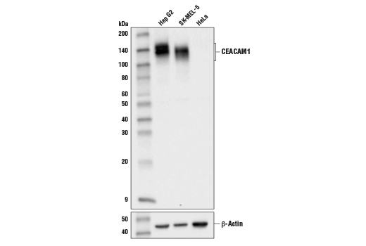 Western Blotting Image 1: CEACAM1 (D3R8O) Rabbit mAb