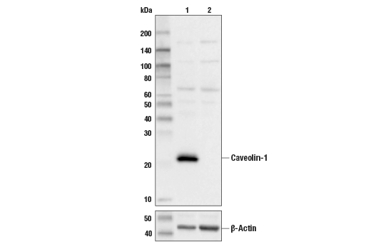 Western Blotting Image 2: Caveolin-1 (D46G3) XP<sup>®</sup> Rabbit mAb