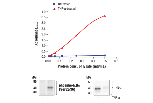 ELISA Image 1: FastScan<sup>™</sup> Phospho-IκBα (Ser32/36) ELISA Kit