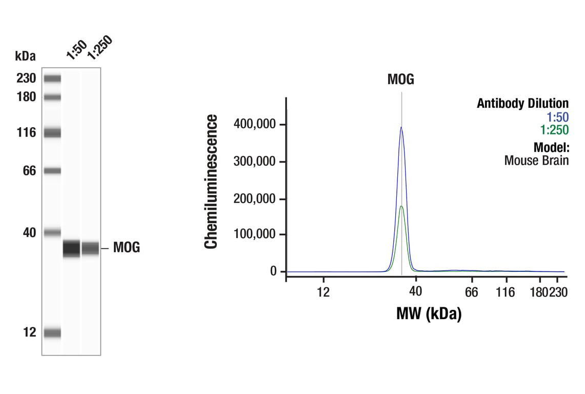 Western Blotting Image 1: MOG (E5K6T) XP<sup>®</sup> Rabbit mAb