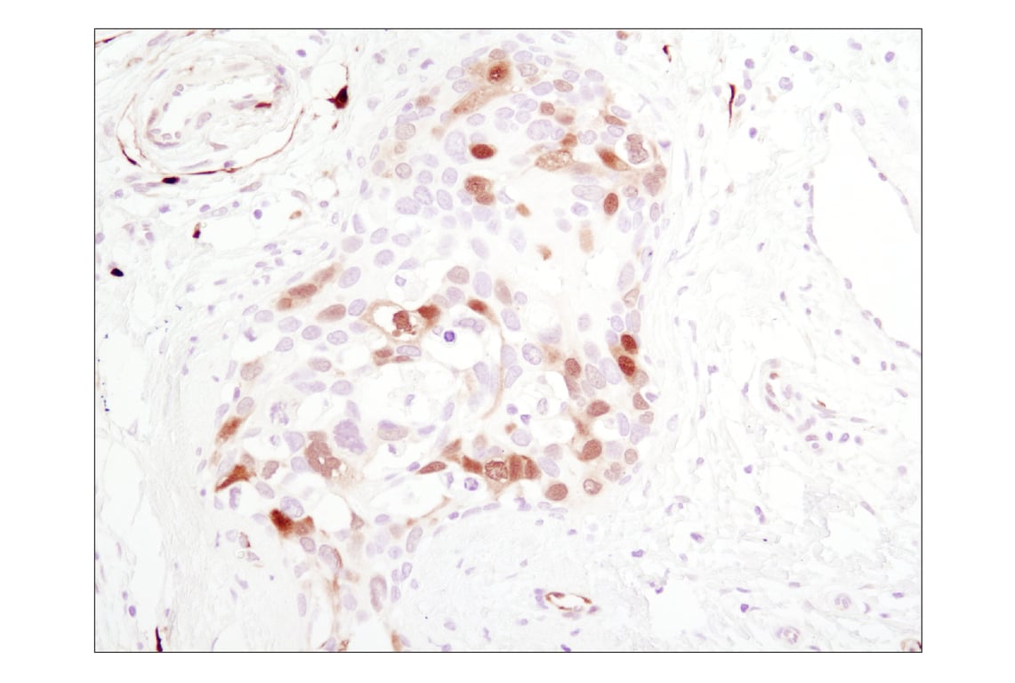 Immunohistochemistry Image 1: Phospho-p44/42 MAPK (Erk1/2) (Thr202/Tyr204) (D13.14.4E) XP<sup>®</sup> Rabbit mAb