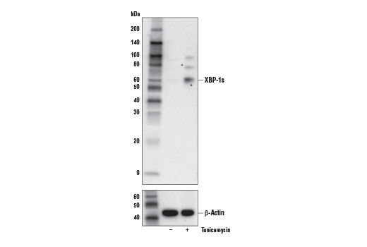 Western Blotting Image 1: XBP-1s (E9V3E) Rabbit mAb