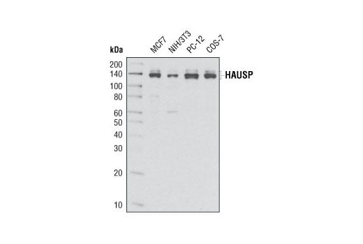 Western Blotting Image 1: HAUSP (D17C6) XP<sup>®</sup> Rabbit mAb (BSA and Azide Free)