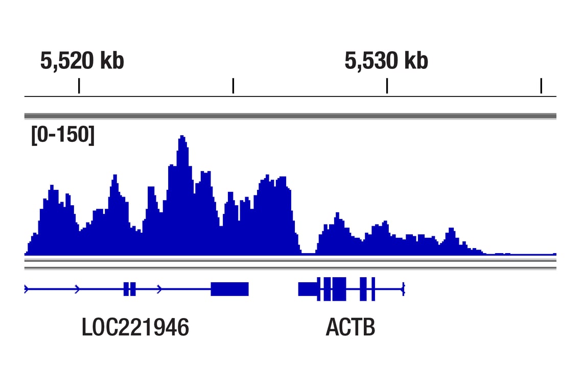 CUT & Tag Image 1: Phospho-Rpb1 CTD (Ser2) (E1Z3G) Rabbit mAb