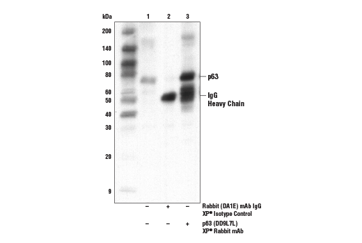Immunoprecipitation Image 2: p63 (D9L7L) XP<sup>®</sup> Rabbit mAb