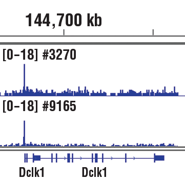 undefined Image 16: PhosphoPlus<sup>®</sup> c-Jun (Ser73) Antibody Duet