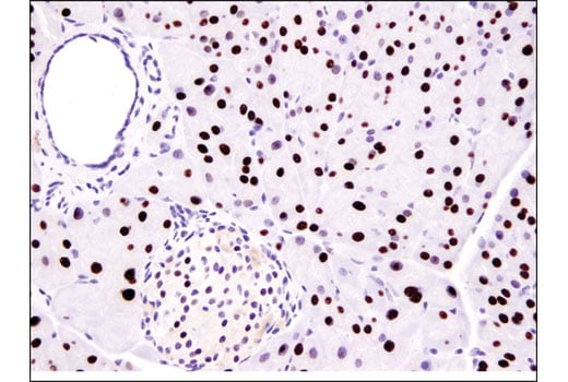 Immunohistochemistry Image 2: MIST1/bHLHa15 (D7N4B) XP<sup>®</sup> Rabbit mAb