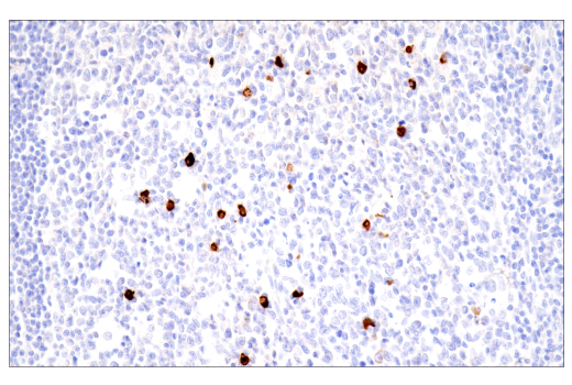 Immunohistochemistry Image 7: IgA (N1CLA) Mouse mAb