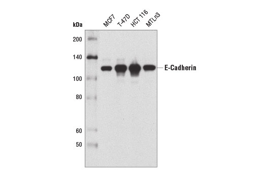 Western Blotting Image 1: E-Cadherin (4A2) Mouse mAb (BSA and Azide Free)