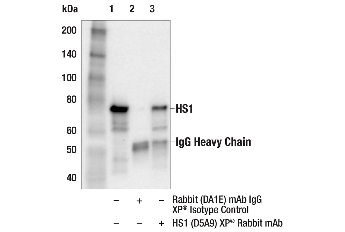 undefined Image 4: Microglia Cross Module Antibody Sampler Kit