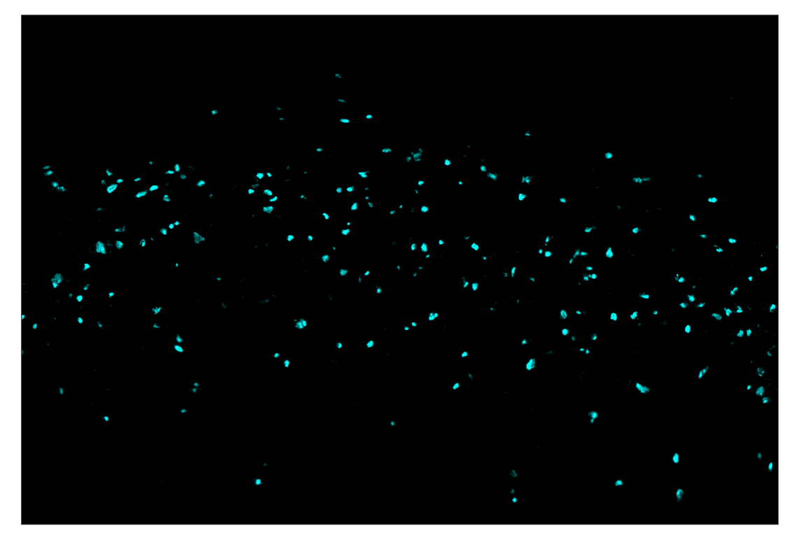 Immunohistochemistry Image 5: FoxP3 (D6O8R) & CO-0041-488 SignalStar<sup>™</sup> Oligo-Antibody Pair