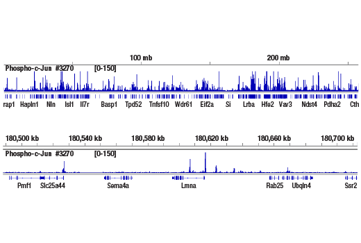 undefined Image 5: PhosphoPlus<sup>®</sup> c-Jun (Ser73) Antibody Duet