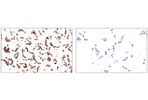 Immunohistochemistry Image 5: DAF/CD55 (E7G2U) XP<sup>®</sup> Rabbit mAb