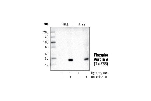 Western Blotting Image 1: Phospho-Aurora A (Thr288) (C39D8) Rabbit mAb (BSA and Azide Free)