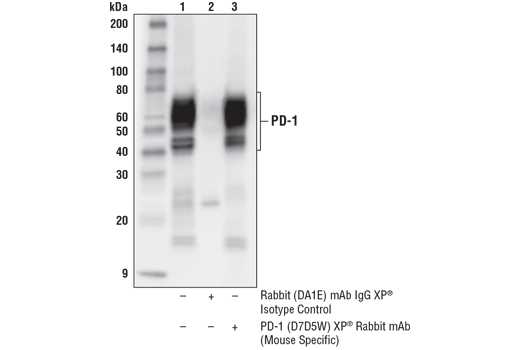 Immunoprecipitation Image 1: PD-1 (Intracellular Domain) (D7D5W) XP<sup>®</sup> Rabbit mAb