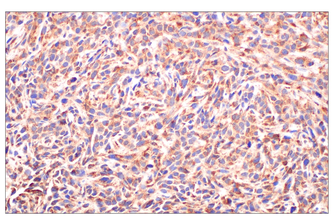 Immunohistochemistry Image 6: Fumarase (D9C5) Rabbit mAb