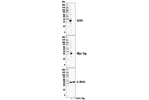 Western Blotting Image 1: XCR1 (D2F8T) Rabbit mAb (BSA and Azide Free)