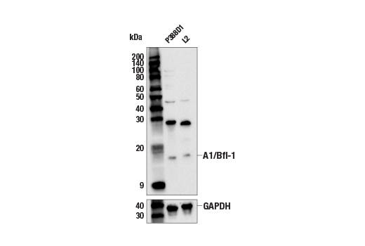 Western Blotting Image 4: A1/Bfl-1 (E4P2I) Rabbit mAb