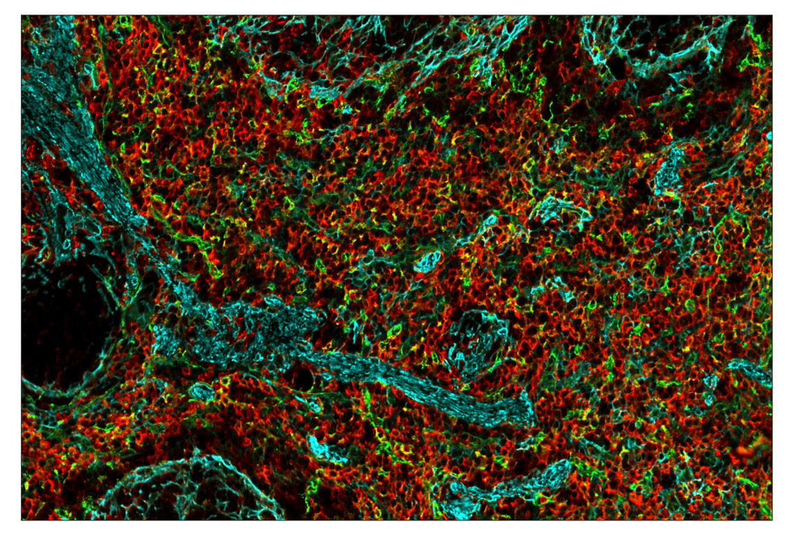 Immunohistochemistry Image 2: SIRPα/SHPS1 (D6I3M) & CO-0034-750 SignalStar<sup>™</sup> Oligo-Antibody Pair